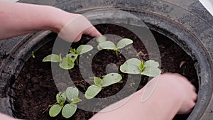 Women`s hands Spud small plants in a small greenhouse. Close-up of hands and plants. The work of the gardener.