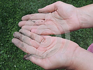 Women's hands stained with clay