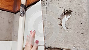 Women\'s hands touch old tiles falling off wall. Repair in house with your own hands