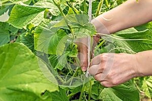 Women`s hands are tying cucumbers in the garden. Green cucumber seedlings in the greenhouse, care for a good harvest