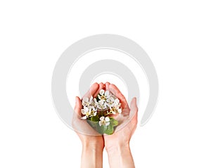 Women`s hands with white apple blossoms in the palms on a white background isolate. spring time, love, tenderness. skin care,