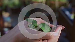 Women's palms hold the earth in their hands, a young plant sprouts from the soil