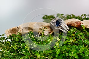 Women's platinum ring with a diamonds and blue precious sapphire jemstone photo