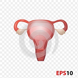 Women`s reproductive system.Women`s Health. Gynecology.