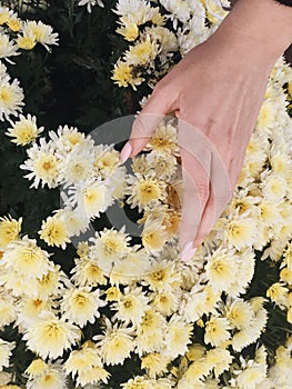 Women`s well-groomed hand against the background of white chic chrysanthemums. Flowers. Tenderness