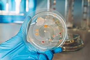 Women scientist holding petri dish soil microorganisms on nutrient agar in laboratory