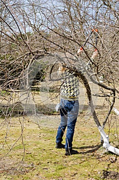 Women with secateur between patuluos tree branches