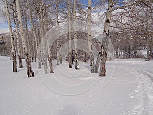 Women snowshoeing