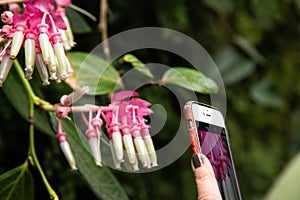 Women taking picture of flowers on her phone