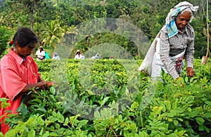 Women Tea Pickers