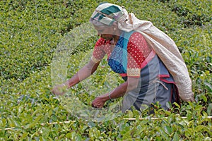 Women Tea pickers on a plantation at Nuwara Eliya