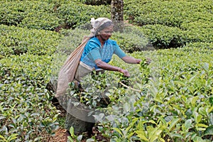 Women Tea pickers on a plantation at Nuwara Eliya