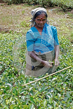 Women Tea pickers on a plantation at Nuwara Eliya