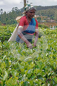 Women Tea pickers on a plantation at Nuwara Eliya