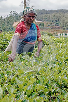 Women Tea pickers on a plantation at Nuwara Eliya