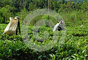 Women Tea Pickers At Work