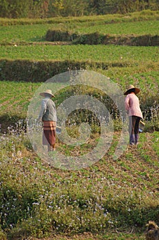 Women tend their crops photo