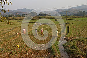 Women tend their crops photo