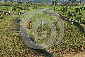 Women tend their crops photo