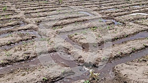 Women Tilling the land Nature in Growth, agricultura fertile ground, video