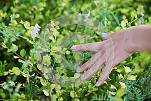 Women touches a finger on a plant.