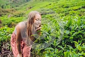 Women tourist at a tea plantation. Natural selected, Fresh tea l