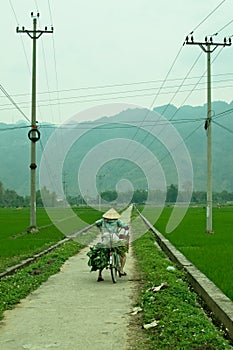 Women in traditional Vietnamese hat on the bicycle in green rice field