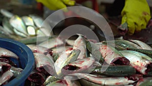 Women undress fresh fish. Dark room. Insanitary conditions. Fresh fish on a market counter in Vietnam. Fresh fish