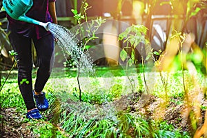 Women use watering allium tuberosum and chilli tree in kitchen garden