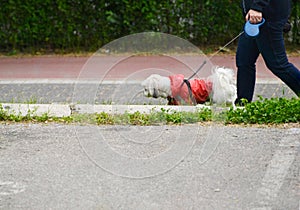 Women walking the dog on street