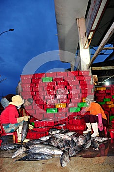 Women workers are collecting and sorting fisheries into baskets after a long day fishing in the Hon Ro seaport, Nha Trang city