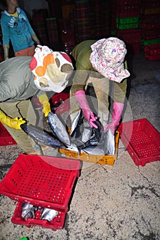 Women workers are collecting and sorting fisheries into baskets after a long day fishing in the Hon Ro seaport, Nha Trang city