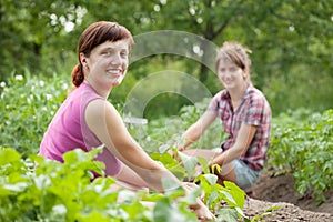 Women working in vegetable garden