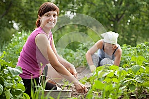 Women working in vegetable garden