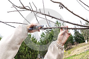 Women& x27;s Female gardener worker hands with shears, scissors cutting fruit tree branch in green garden, yard