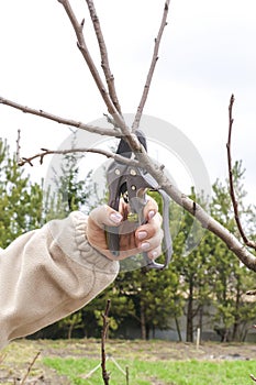 Women& x27;s Female gardener worker hands with shears, scissors cutting fruit tree branch in green garden, yard