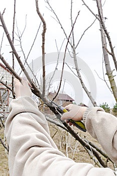 Women& x27;s Female gardener worker hands with shears, scissors cutting fruit tree branch in green garden, yard