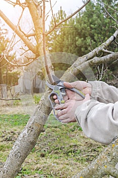 Women& x27;s with shears, scissors cutting fruit tree branch in garden, yard.agronomy farming spring