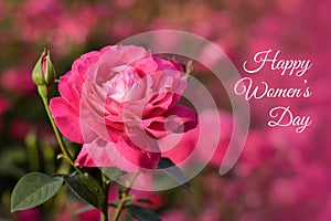 Womens day card. Pink rose blossoming flower bud closeup on sunset on blurred field of roses natural background