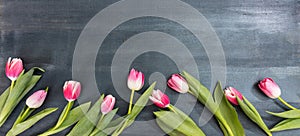 Womens day. Pink tulips on blue background, copy space, top view, banner