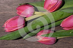 Womens day. Pink tulips bouquet on wooden planks background, copy space, top view