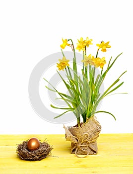 Spring yellow narcissus, golden easter egg isolated on white