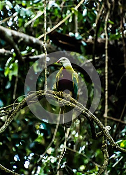 The wompoo fruit dove