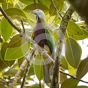 Wompoo fruit dove Ptilinopus magnificus