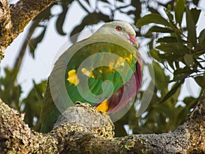 Wompoo Fruit-Dove in Queensland Australia