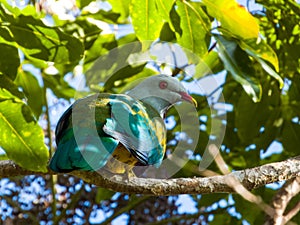 Wompoo Fruit-Dove in Queensland Australia