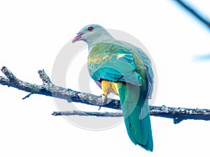 Wompoo Fruit-Dove in Queensland Australia