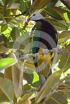 Wompoo fruit dove