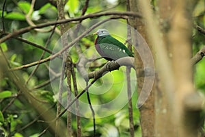 Wompoo fruit dove