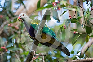 Wompoo Fruit Dove In Small-Fruited Fig Tree